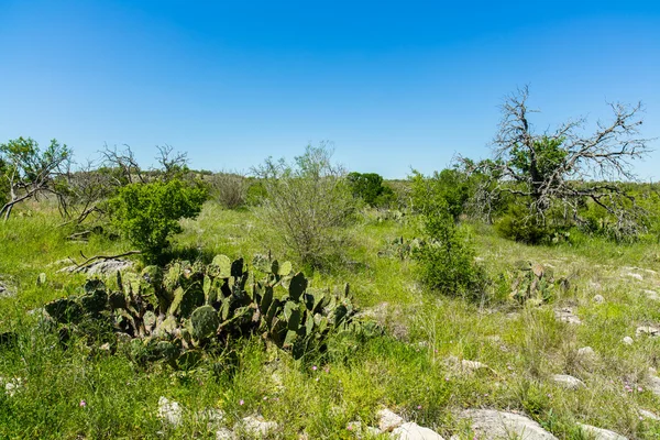 Texas montaña país —  Fotos de Stock