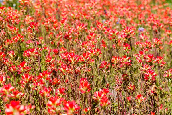 Red Texas Wildflowers