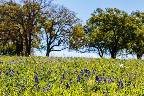 Pretty Texas Wildflowers — Stock Photo, Image