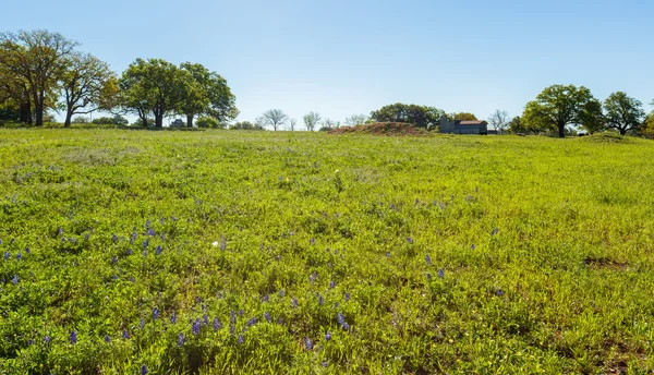 Texas Hill Country — Stock Photo, Image