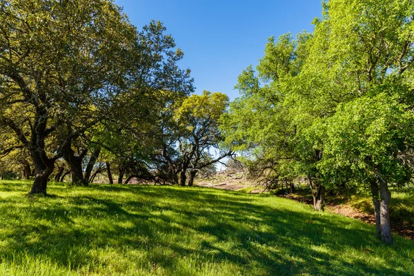 Texas Hügelland — Stockfoto