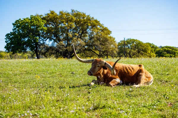 Piękny longhorn odpoczynku — Zdjęcie stockowe