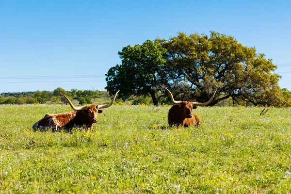 Красиві longhorns відпочиває — стокове фото