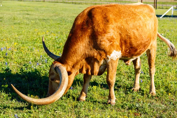 Schöner Langhorn-Bulle — Stockfoto