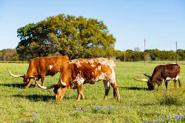 Красиві longhorn великої рогатої худоби — стокове фото