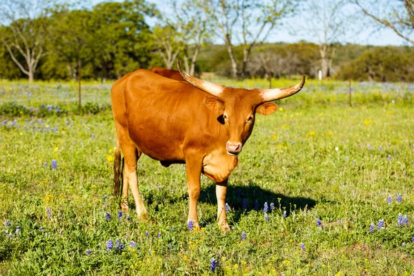 Vackra longhorn ko — Stockfoto