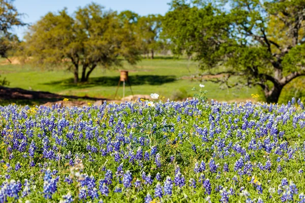 Vackra Texas vildblommor — Stockfoto