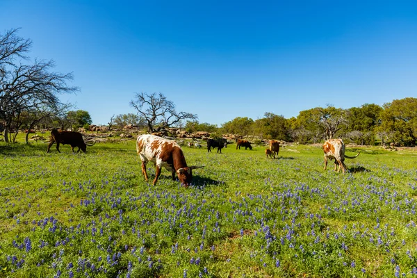 Texas gado pastoreio — Fotografia de Stock