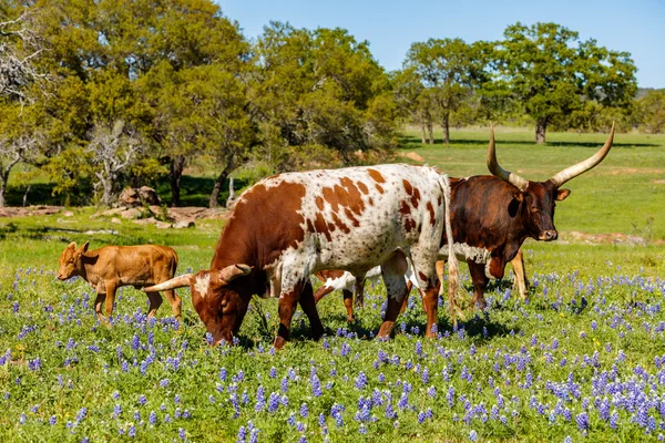 Texas nötkreatur betar — Stockfoto