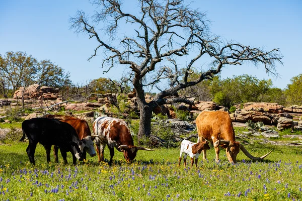 Texas nötkreatur betar — Stockfoto