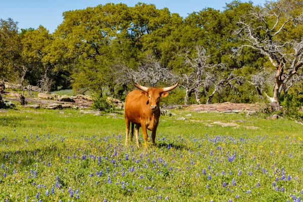 Mooie longhorn koe — Stockfoto