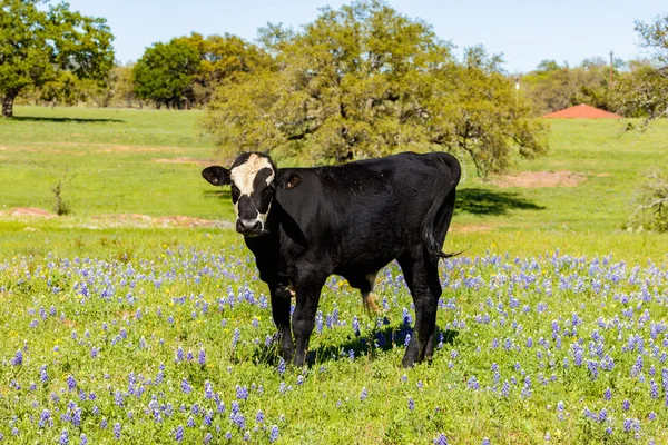Texas ko porträtt — Stockfoto