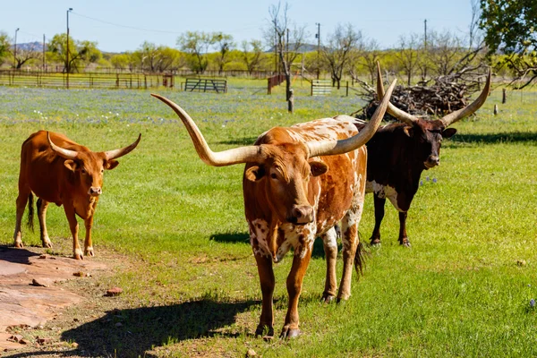 Texas-rinder weiden — Stockfoto