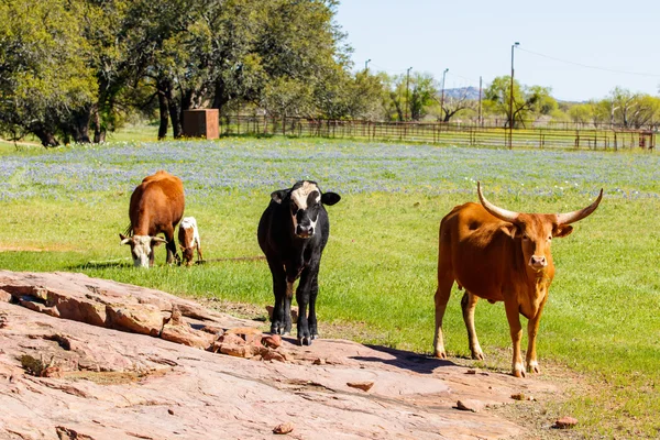 德克萨斯州牛放牧 — 图库照片