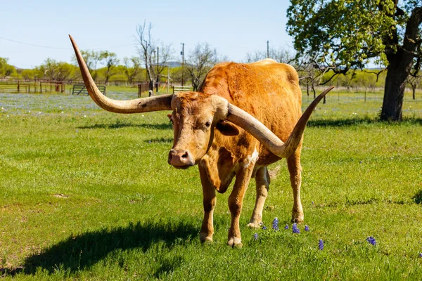 Прекрасный длиннорогий бык — стоковое фото