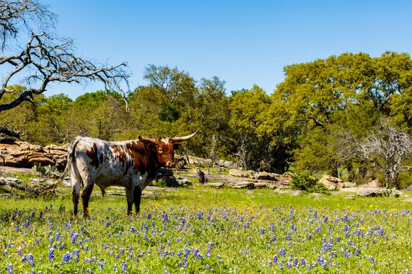 Красиві longhorn бик — стокове фото