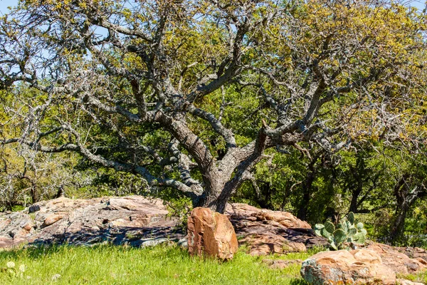 Texas Hügelland — Stockfoto