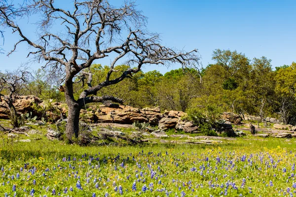 Texas Hill Country — Fotografia de Stock