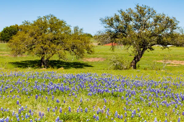 Texas Hill Country — Stock Photo, Image