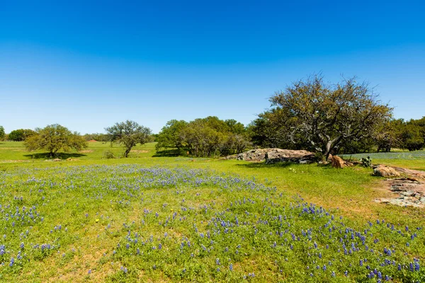 Texas Hill Country — Stock Photo, Image