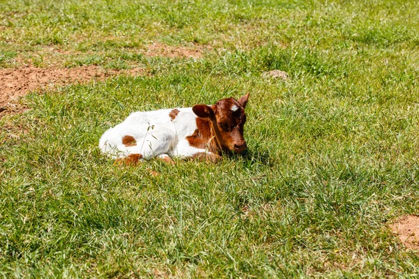 Beautiful longhorn calf — Stock Photo, Image