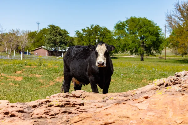 Texas ko porträtt — Stockfoto