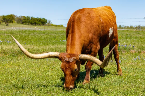 Schöner Langhorn-Bulle — Stockfoto