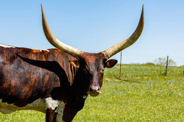 Schöne Langhorn-Kuh — Stockfoto