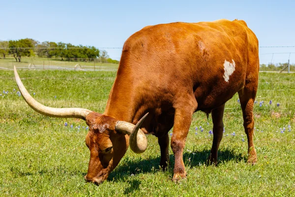 Bull piękne longhorn — Zdjęcie stockowe