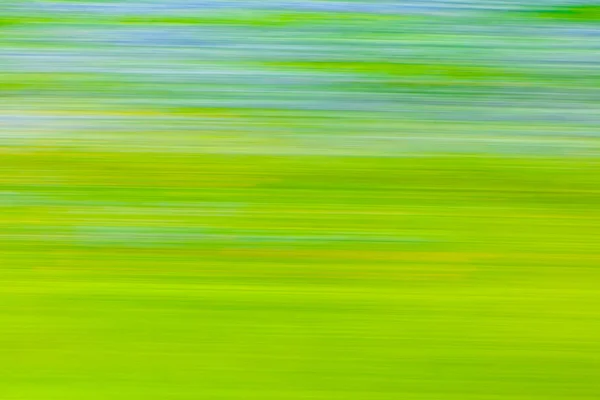 Bluebonnet Wildflower blur — Stock Photo, Image