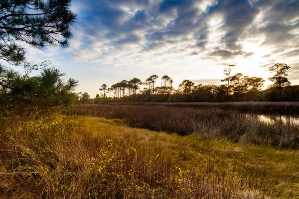 Het estuarium van de kust van Florida — Stockfoto