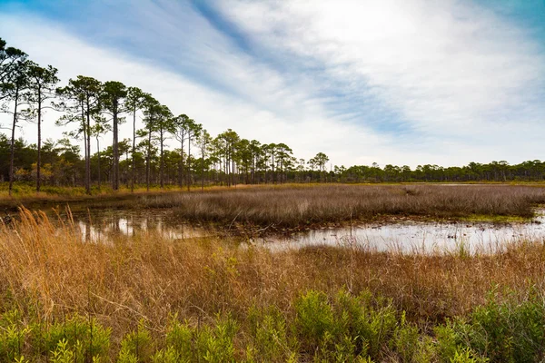 Florida doğa koru — Stok fotoğraf