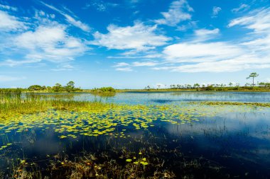 Florida doğa koru