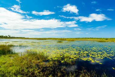 Florida doğa koru