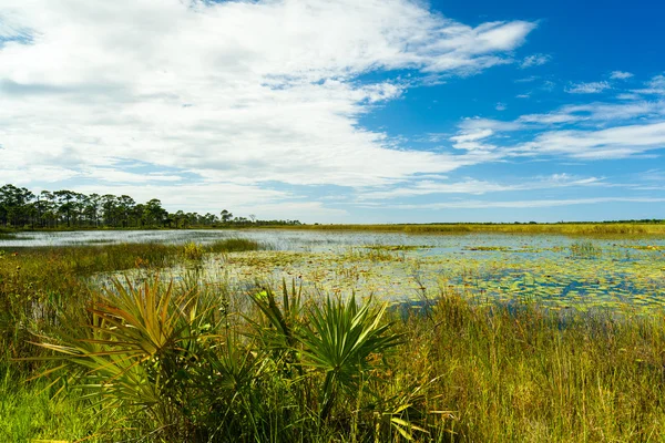 Florida doğa koru — Stok fotoğraf