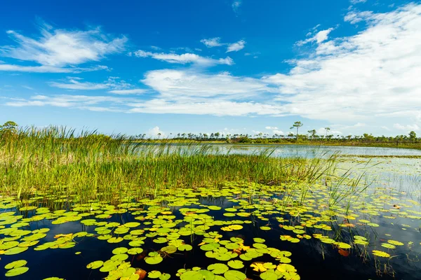 Florida naturreservat — Stockfoto