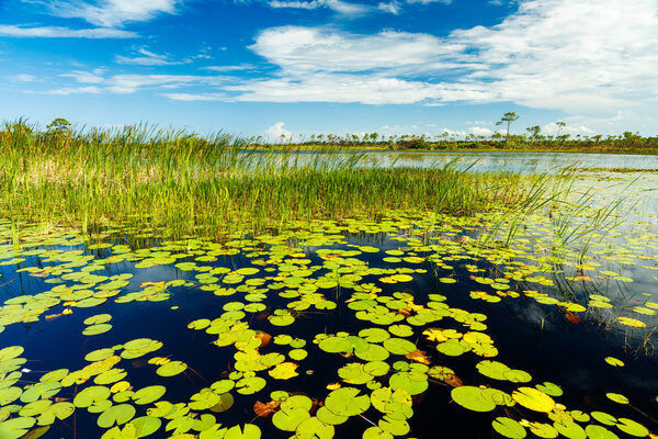 Florida Nature Preserve