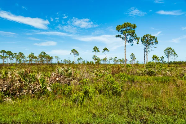 Rezerwat przyrody Florida — Zdjęcie stockowe