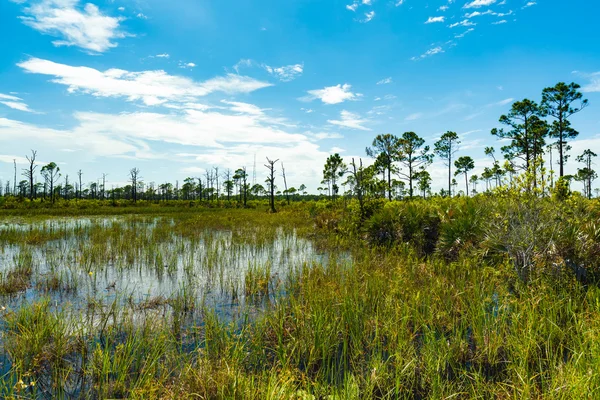 Florida Nature Preserve — Stock Photo, Image