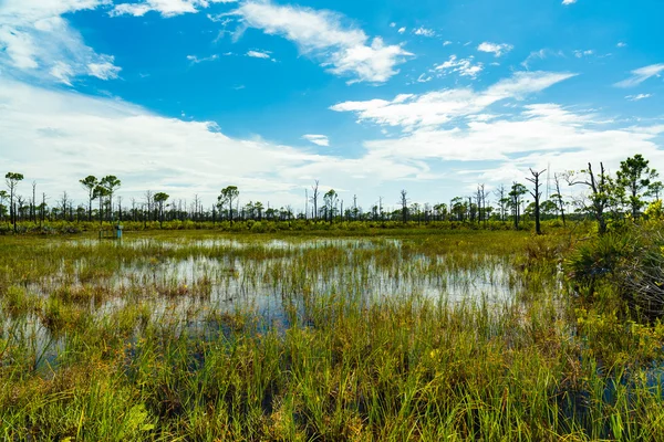 Florida reserva natural —  Fotos de Stock
