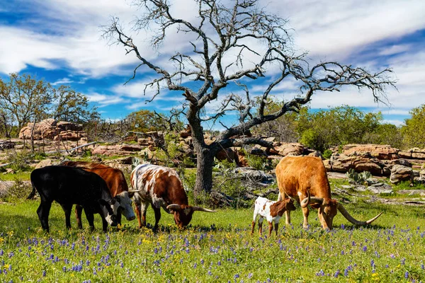 Szarvasmarha Legeltetés Egy Bluebonnet Mezőn Egy Farmon Texas Hill Country — Stock Fotó