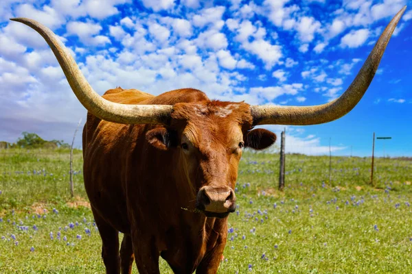 在得克萨斯州山区农场的田野里近距离观察长角牛 — 图库照片