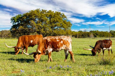 Texas Longhorn sığırları Teksas Tepesi 'ndeki bir çiftlikte otluyor..