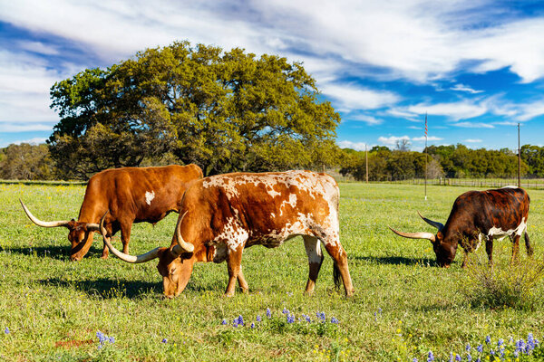 Texas longhorn cattle grazing in a field on a ranch in the Texas Hill Country.