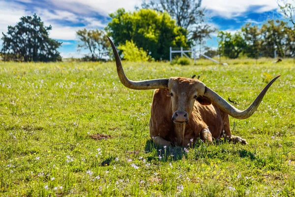 Longue Corne Texas Reposant Dans Champ Sur Ranch Dans Texas — Photo