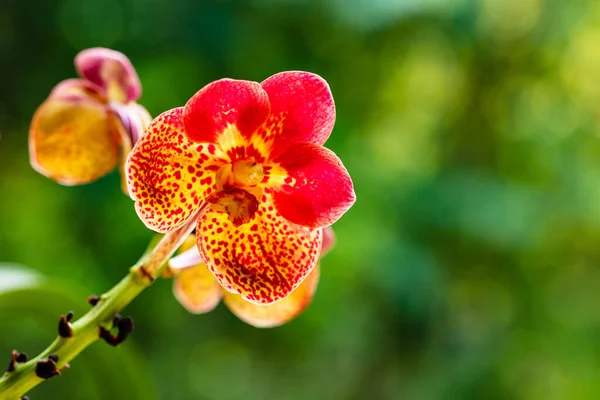 Vue Rapprochée Une Plante Exotique Vanda Orchidée Tachetée Fleur — Photo