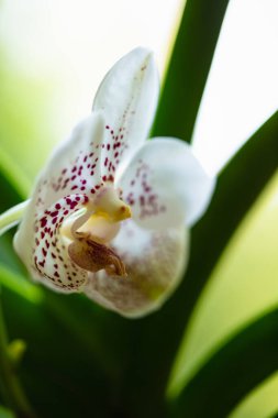 Egzotik altın benekli vanda orkidesinin çiçek açtığı yakın plan görüntüsü.
