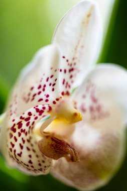 Egzotik altın benekli vanda orkidesinin çiçek açtığı yakın plan görüntüsü.