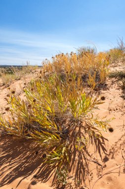 Kuzey Arizona 'daki Vermilion Cliffs Ulusal Anıtı' nın güneyindeki Coyote Buttes 'in güzel manzarası ve kaya oluşumları..