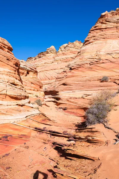 Kuzey Arizona Daki Vermilion Cliffs Ulusal Anıtı Nın Güneyindeki Coyote — Stok fotoğraf